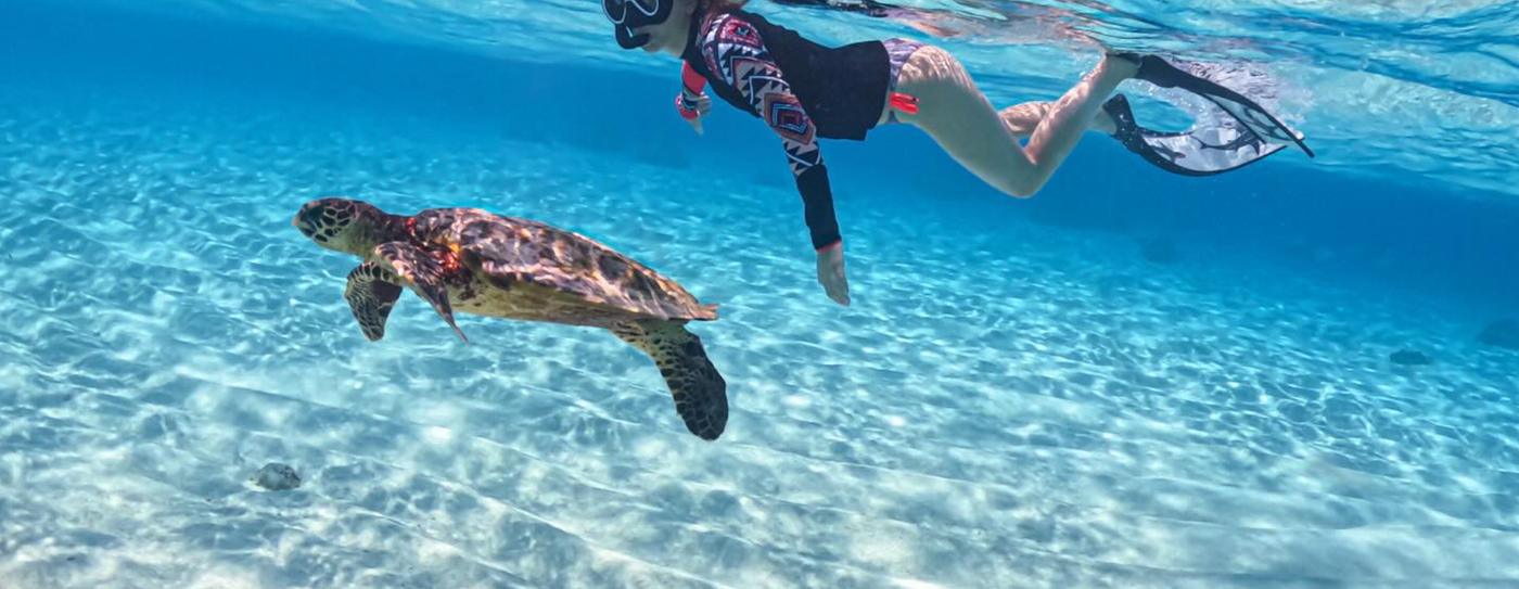 Snorkeler swimming beside a hawksbill turtle in clear shallow water